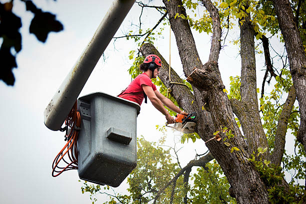 Best Emergency Tree Service  in Seven Oaks, SC